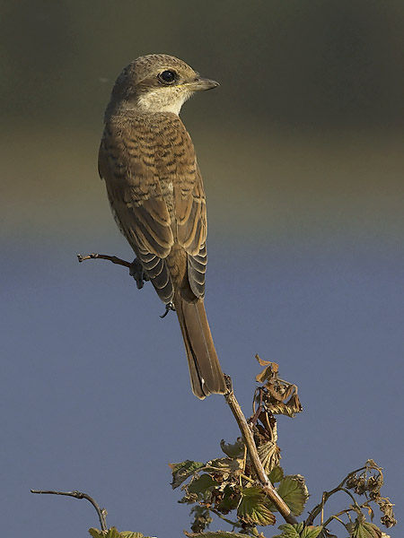 Pikkulepinkäinen, Red-backed Shrike, Lanius collurio